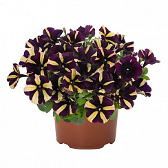 Петуния Peppy® Bee (Smartunia Windmill Black) (13шт.) МАРТ