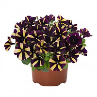 Петуния Peppy® Bee (Smartunia Windmill Black) (13шт.) МАРТ