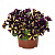 Петуния Peppy® Bee (Smartunia Windmill Black) (13шт.) МАРТ