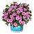 Калибрахоа Aloha Double Soft Pink Confetti Garden (13шт. ) МАРТ