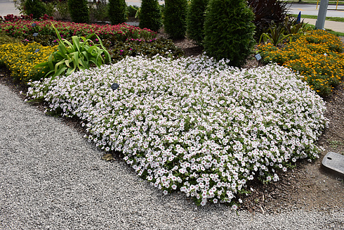 Петуния Vista Silver Berry