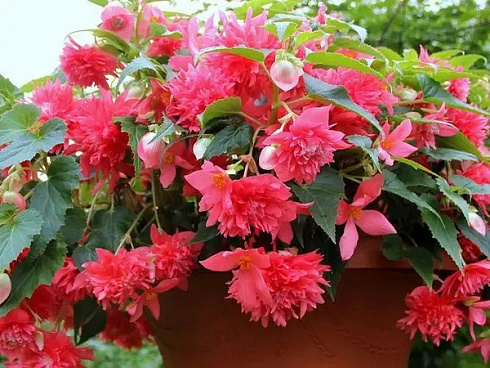 Бегония BELLECONIA Rose (13шт.) МАРТ