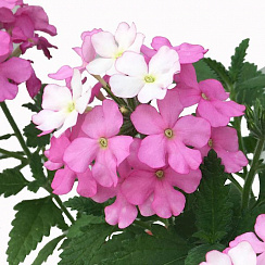 Вербена Empress Pink&White