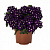 Вербена Lindolena Purple Eye