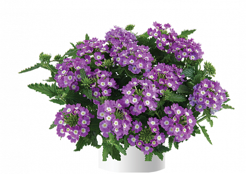Вербена VANESSA COMPACT OPTIK LAVENDER