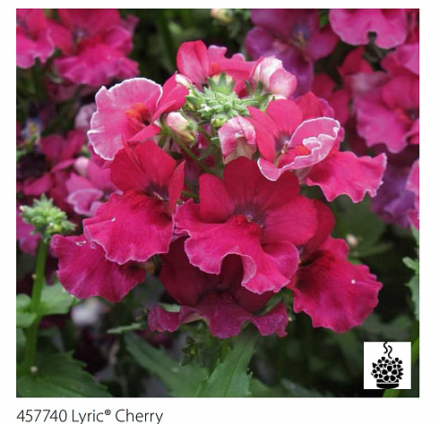 Немезия Lyric® Cherry (13 шт.) МАРТ