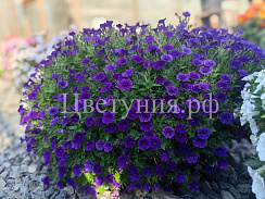 Петуния Mini Vista Violet