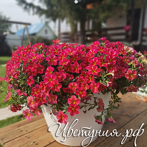 Калибрахоа Aloha Kona Cherry Cart Wheel