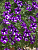 Петуния Bubbles Lavander Twist (Mini Vista) (13шт.) АПРЕЛЬ