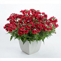 Немезия Lyric® Deep Red