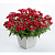 Немезия Lyric® Deep Red