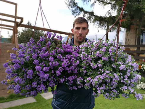 Бакопа Double Indigo