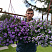 Бакопа Double Indigo