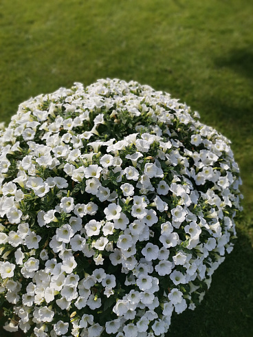 Петуния Surfinia Table White