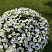 Петуния Surfinia Table White