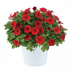 Петуния Littletunia Bright Red (13шт.) АПРЕЛЬ
