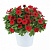 Петуния Littletunia Bright Red (13шт.) АПРЕЛЬ