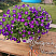 Петуния Blanket Violet