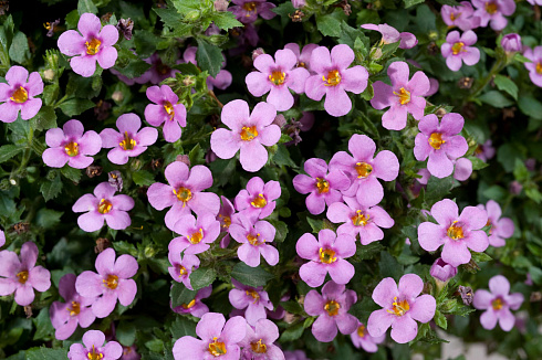 Бакопа Gulliver Pink