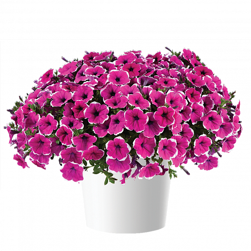 Петуния CASCADIAS™ Rim Cherry Improved