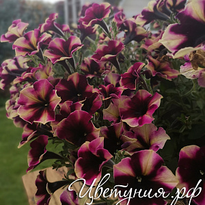 Петуния Crazytunia Blackberry Cheesecake