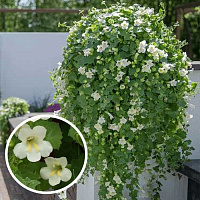 Lophospermum Compact White (Лофос)
