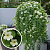 Lophospermum Compact White (Лофос)