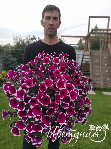 Петуния CASCADIAS™ Rim Cherry Improved (13шт.) АПРЕЛЬ