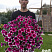 Петуния CASCADIAS™ Rim Cherry Improved (13шт.) АПРЕЛЬ