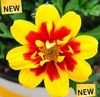 Биденс Taka Tuka Double Yellow Red Center