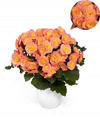 Бегония Элатиор Belove Peach