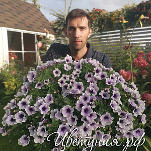 Петуния Sweetunia Purple Spotlight