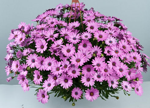 Остеосперум ампельный Plaisir® Pink