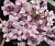 Каллизия ползучая Pink Panter