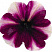Петуния BONNIE MAGENTA STAR (13 шт.) АПРЕЛЬ