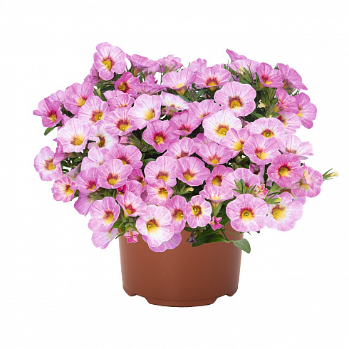 Калибрахоа Rainbow® Pink