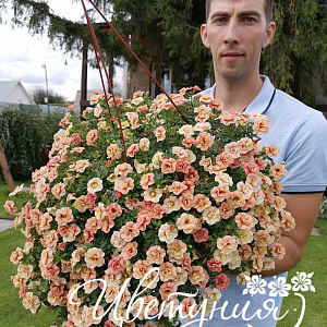 Калибрахоа Can can Rosies Apricot