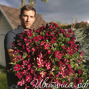 Петуния Crazytunia Star Fruit