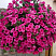 Петуния Surfinia® Hot Pink (13 шт.) АПРЕЛЬ