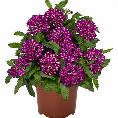 Вербена Empress® Flair Blue Star