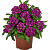 Вербена Empress® Flair Blue Star