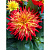 Георгина Hypnotica Yellow Bicolor (13 шт.) МАРТ
