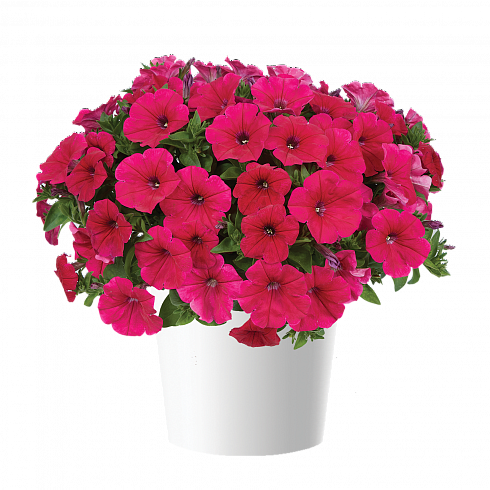 Петуния CASCADIAS™ Fuchsia