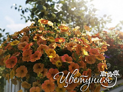 Петуния Cascadias Indian Summer (13 шт.) АПРЕЛЬ