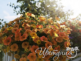 Петуния Cascadias Indian Summer (13 шт.) АПРЕЛЬ