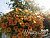 Петуния Cascadias Indian Summer (13 шт.) АПРЕЛЬ