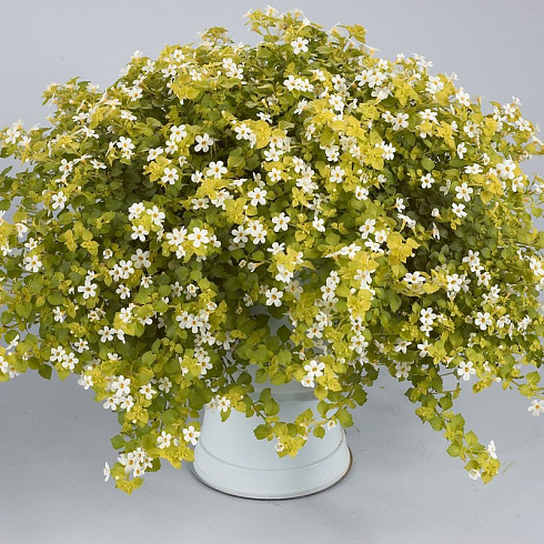 Бакопа Scopia White Golden leaves (13шт.) МАРТ
