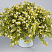 Бакопа Scopia White Golden leaves (13шт.) МАРТ