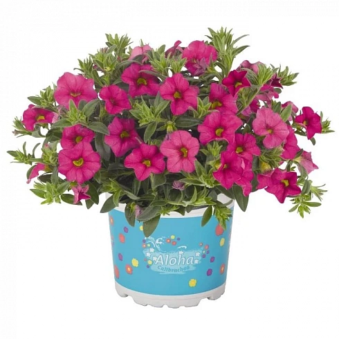 Калибрахоа Aloha Kona Hot Pink