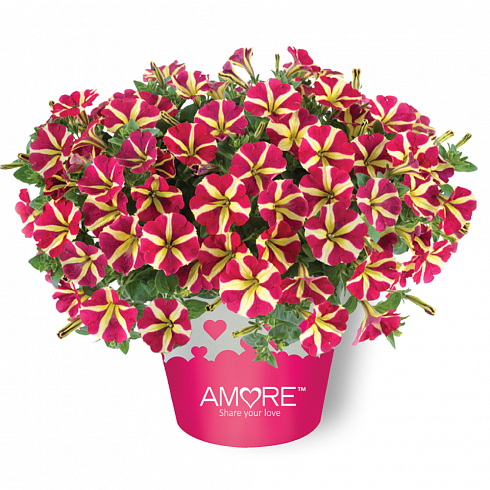 Петуния Amore Queen of Hearts (13 шт.) АПРЕЛЬ
